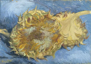 Tournesols